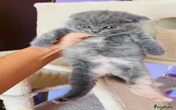 Scottish Fold cats for sale: Beautiful litter of Scottish fold  reservation 😍 - Image 17