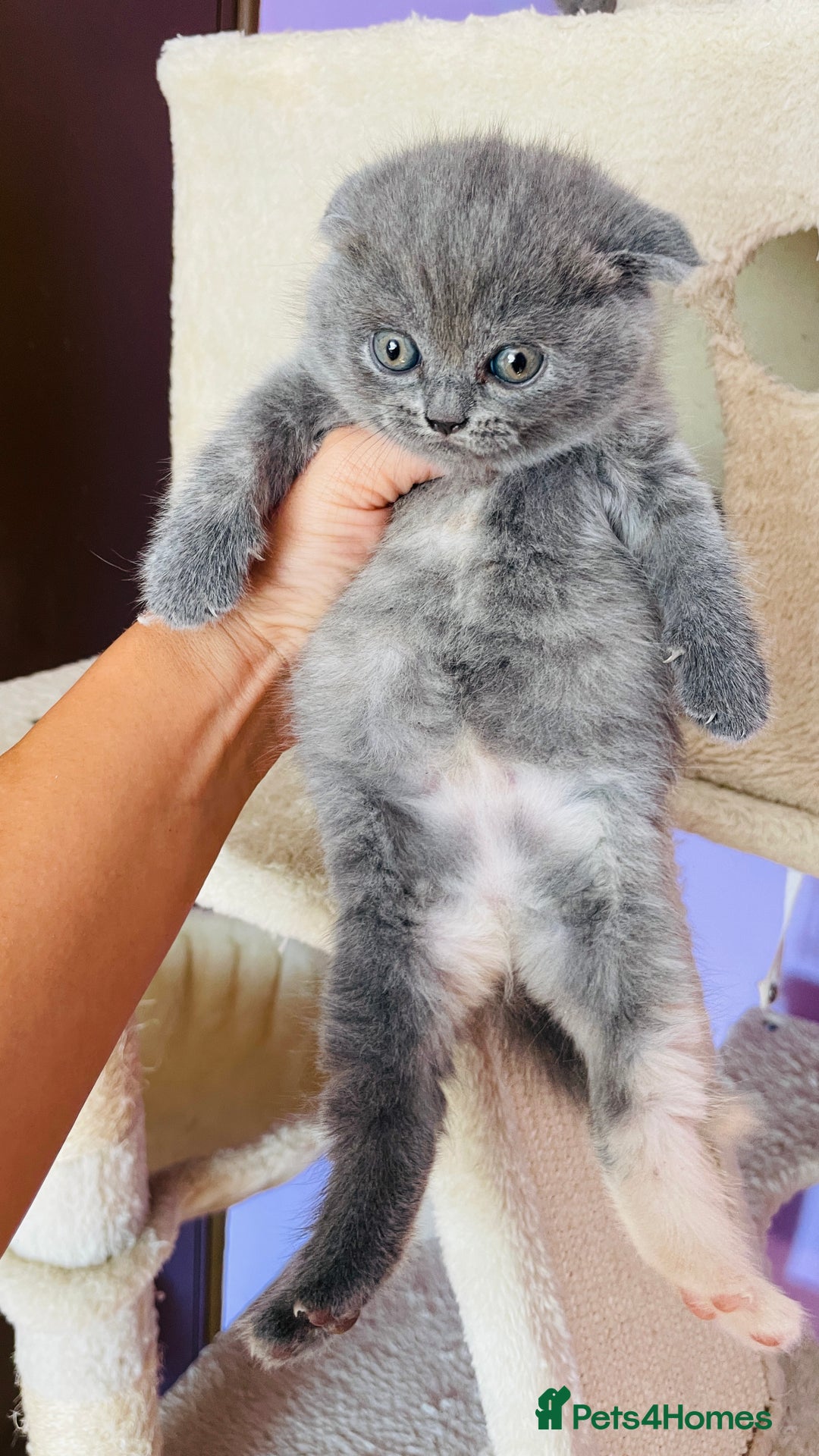 Scottish Fold cats for sale: Beautiful litter of Scottish fold  reservation 😍 - Image 17