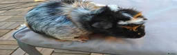 Guinea Pig rodents for sale: 2 female pair - Advert 6