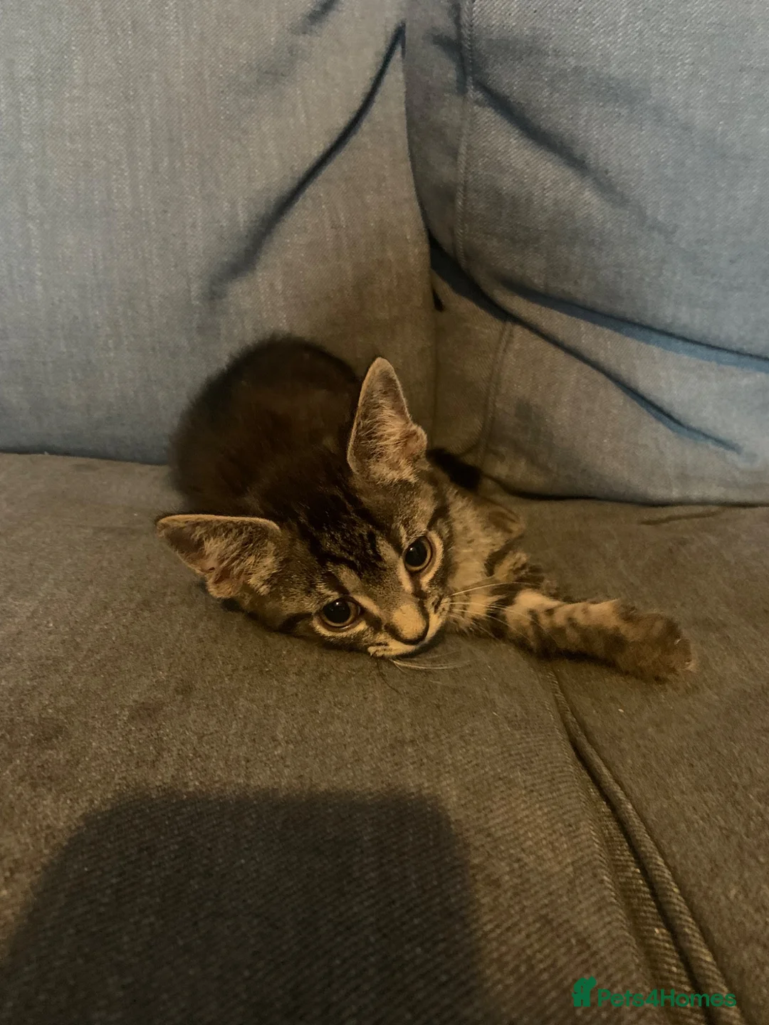 British Shorthair cats for sale: Two beautiful kittens - Advert 5