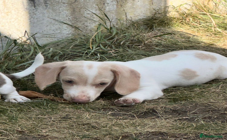 Miniature Dachshund dogs - Advert 11
