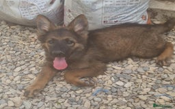 German Shepherd dogs for sale: German shepherd pups  - Image 10