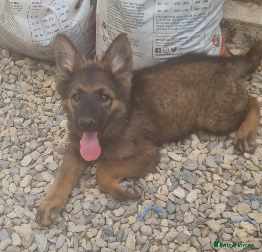 German Shepherd dogs for sale: German shepherd pups  - Image 10