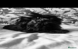 Yorkshire Terrier dogs for stud:  Biro &Black  - Image 2