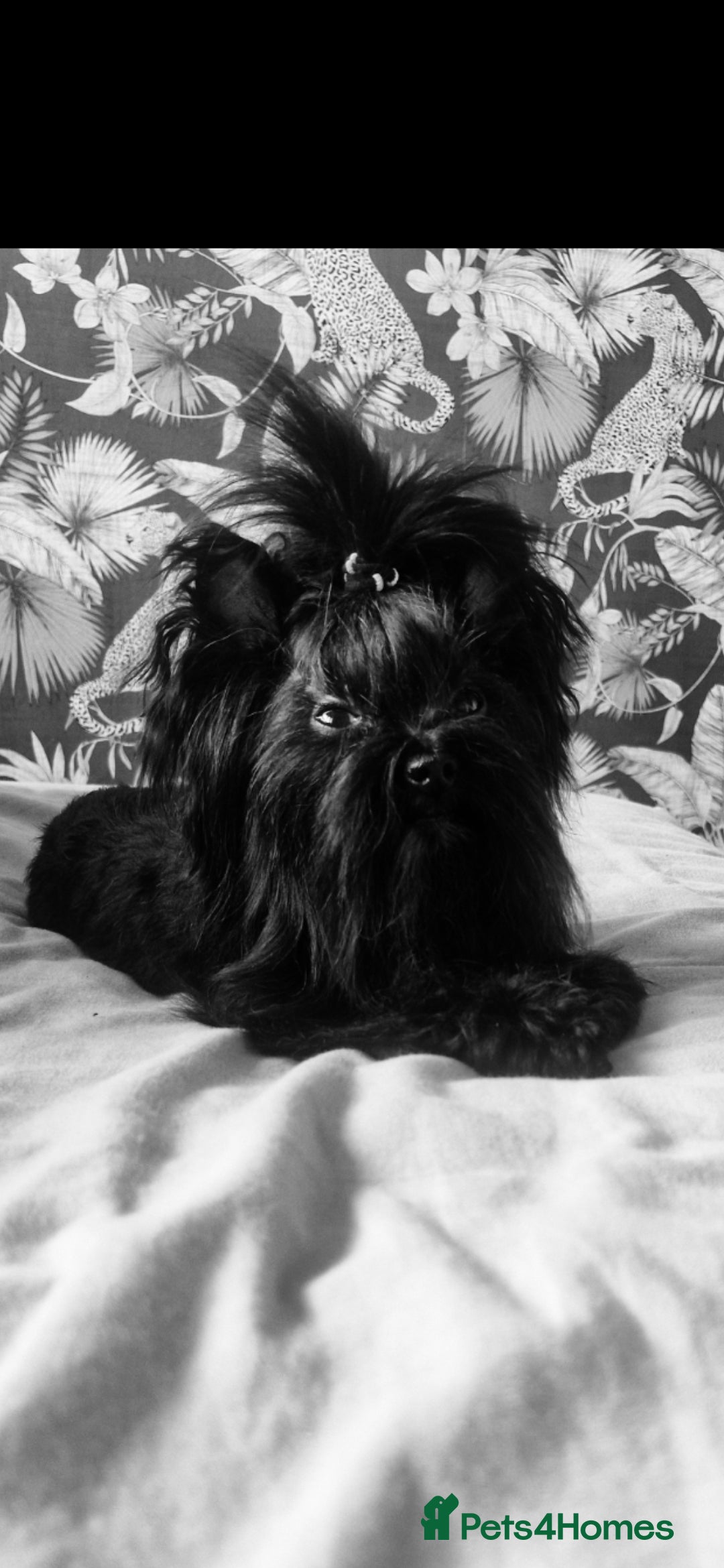 Yorkshire Terrier dogs for stud:  Biro &Black  - Image 2
