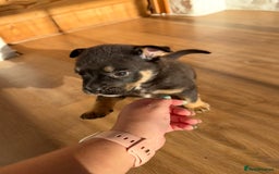 Mixed Breed dogs for sale: Beautiful Bulldog Cross Puppies - Image 5
