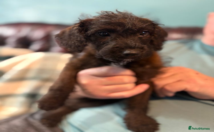 Mixed Breed dogs - Advert 7