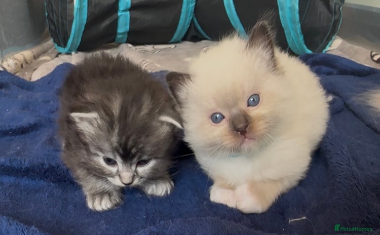 Ragdoll cats - Advert 6