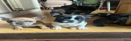 French Bulldog dogs for sale: French bulldog puppies looking for good new home  in Lancaster - Advert 24