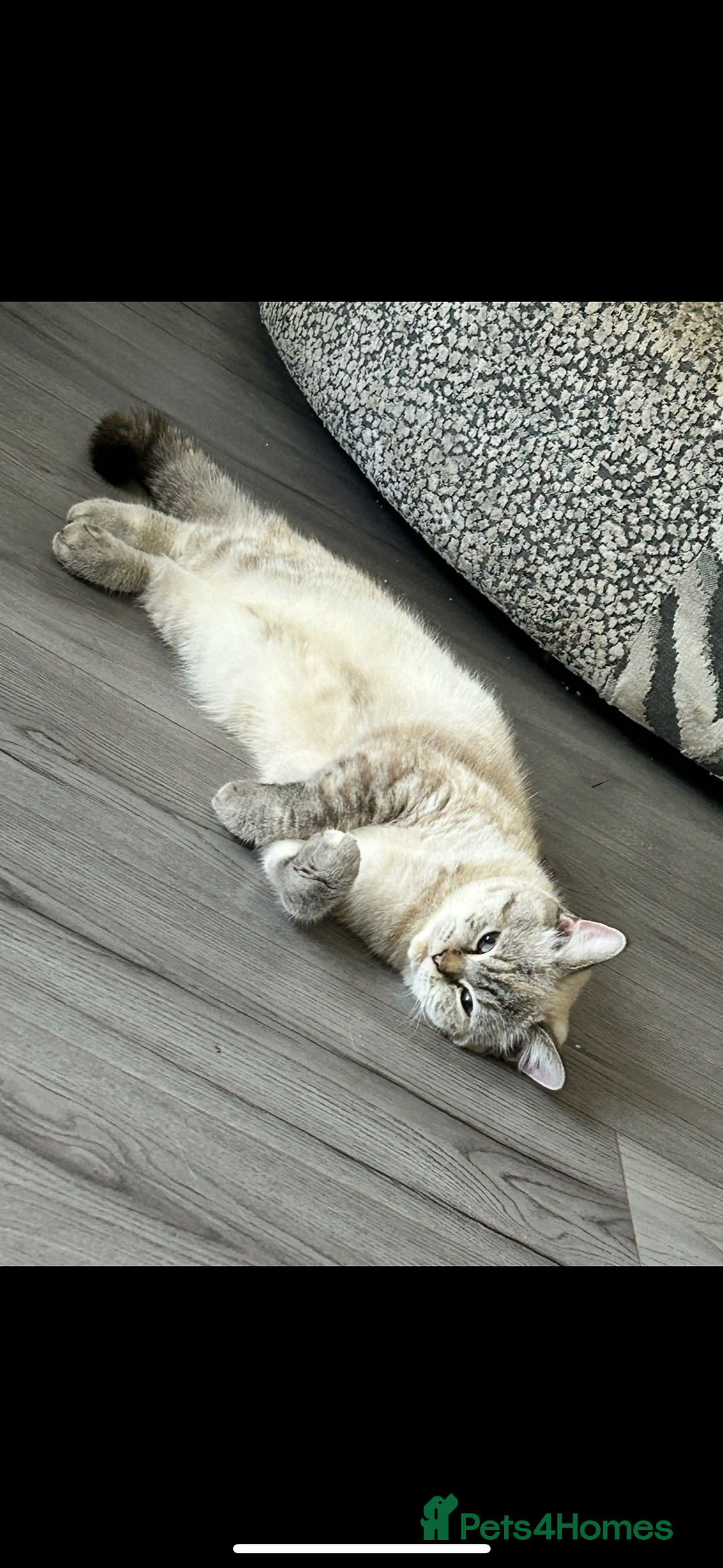 British Shorthair cats for sale: British short hair kittens  - Image 20