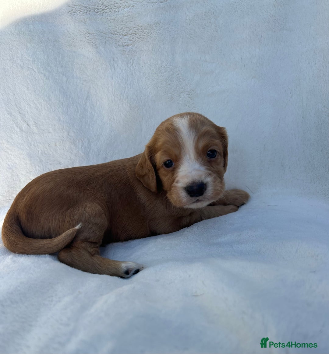 Cocker Spaniel dogs for sale: Beautiful kc registered cockerspaniel puppies  - Image 7
