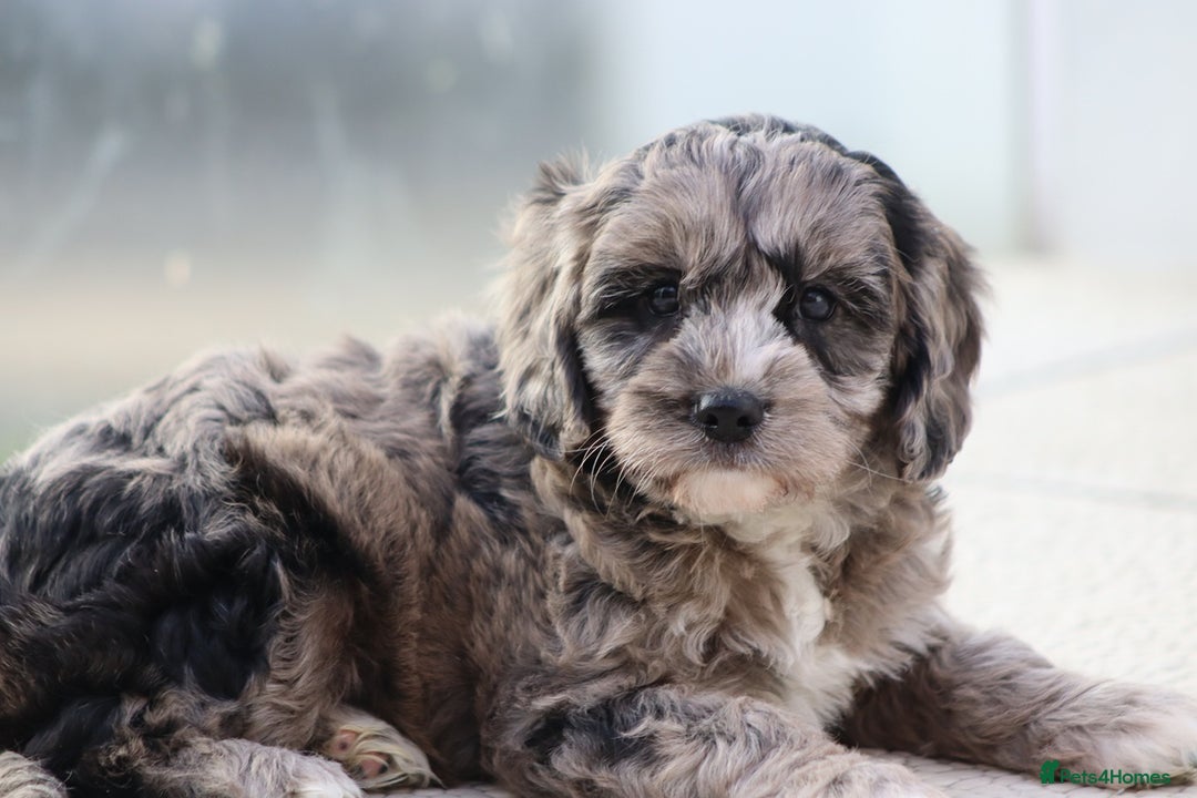 Cavapoo dogs for sale: F1 Cavapoo puppies for sale - Image 36