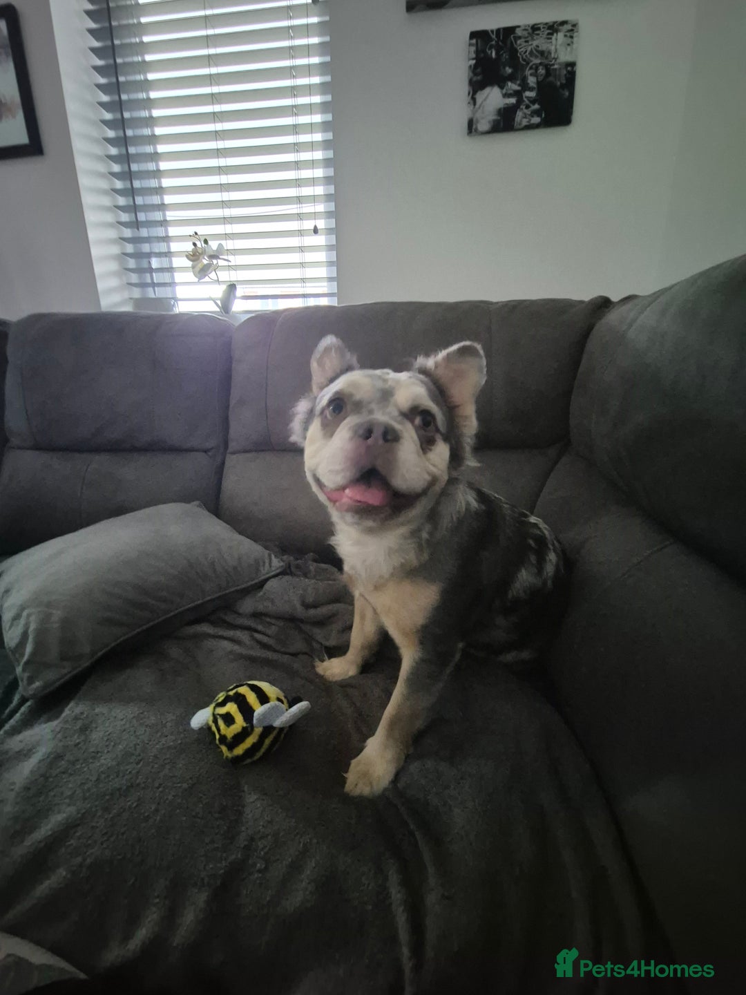 French Bulldog dogs for sale: 1 year 9 month old Fluffy French bulldog female - Image 3