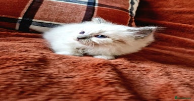Ragdoll cats - Advert 4