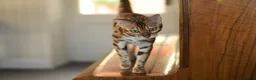 Bengal cats for sale: Registered pedigree bengal kittens - Advert 2