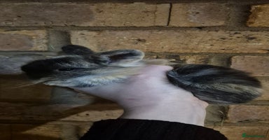 Mini Lop rabbits - Advert 7