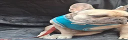 French Bulldog dogs for sale: 3.5 year old male French bulldog  - Advert 2