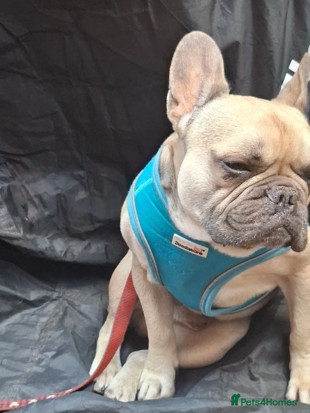 French Bulldog dogs for sale: 3.5 year old male French bulldog  - Advert 2