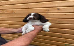 Cocker Spaniel dogs for sale: Cocker spaniel puppies  - Image 9