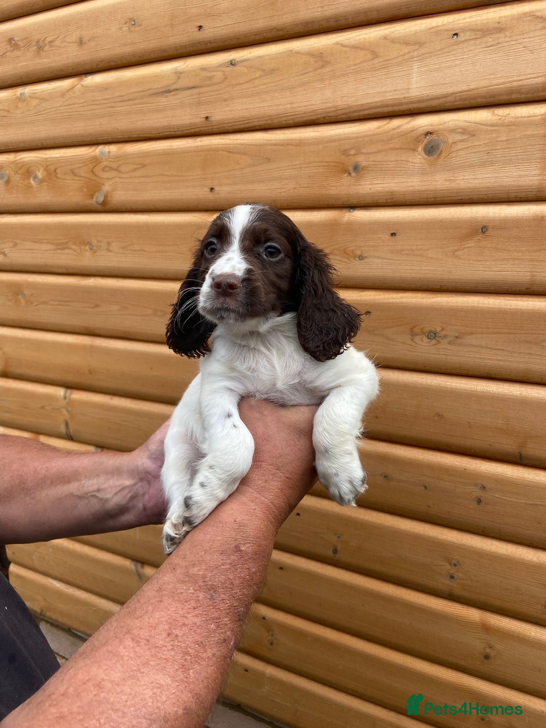 Cocker Spaniel dogs for sale: Cocker spaniel puppies  - Image 9