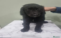 Goldendoodle dogs for sale: 🐾READY TO LEAVE🐾Standard goldendoodle - Image 20
