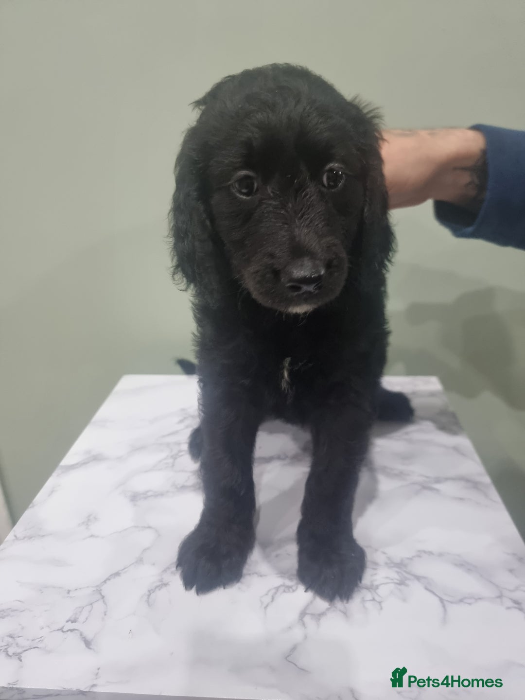 Goldendoodle dogs for sale: 🐾READY TO LEAVE🐾Standard goldendoodle - Image 20