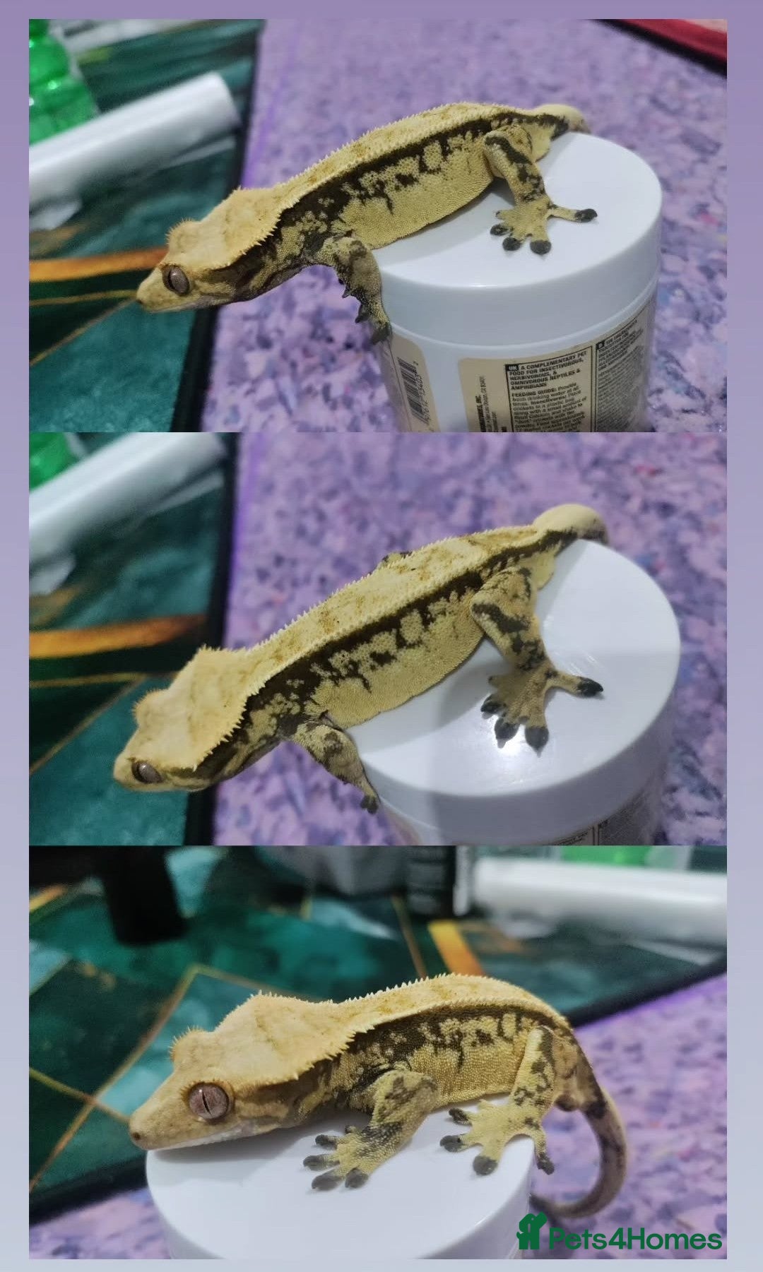 Gecko reptiles for sale: Crested geckos and Snakes (Read Description) - Advert 4