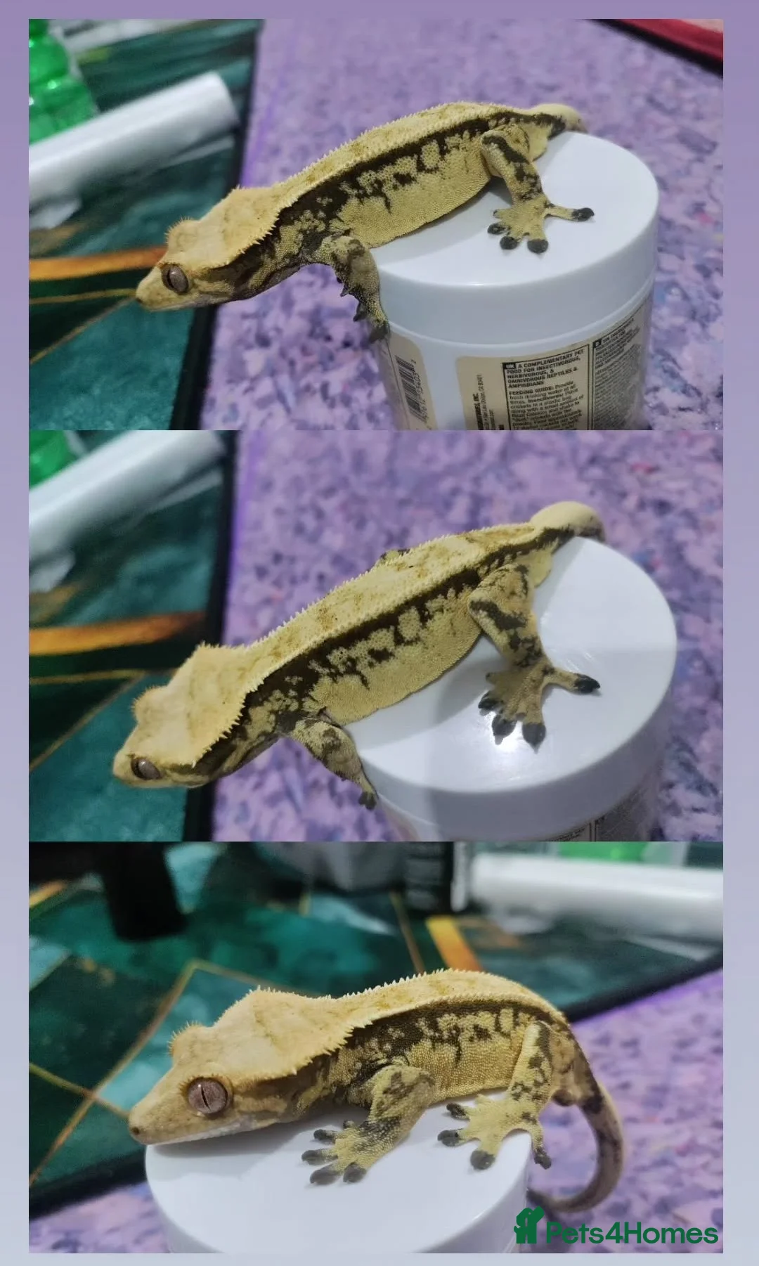 Gecko reptiles for sale: Crested geckos and Snakes (Read Description) - Advert 1