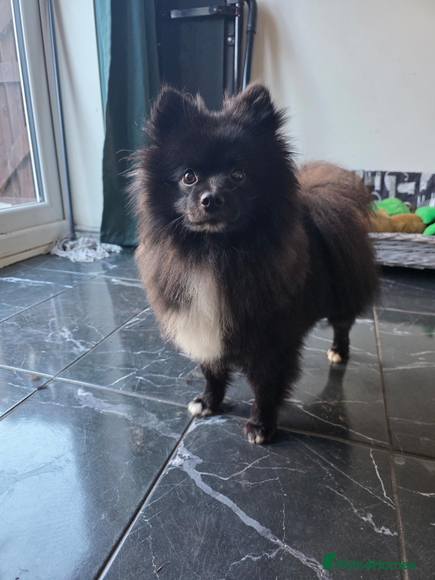Pomeranian dogs for sale: Beautiful pomaranian male  - Advert 1