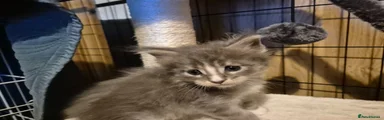 Maine Coon Kitten 1