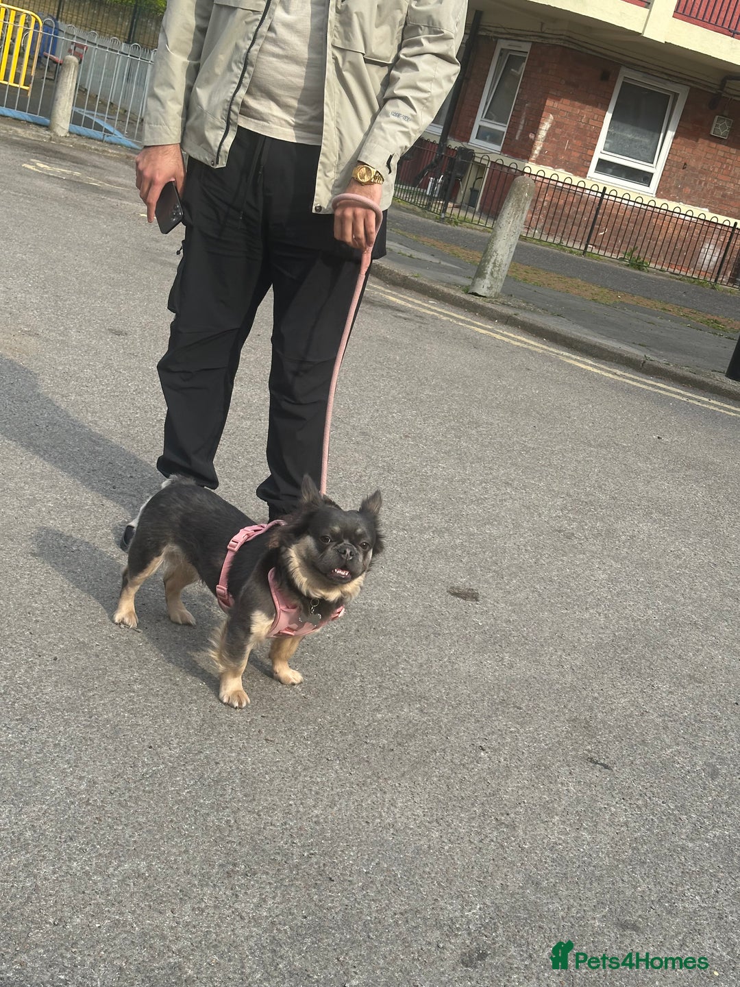 French Bulldog dogs for sale: Fluffy female Blue & Tan French Bulldog - Advert 2