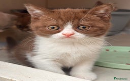 British Shorthair cats for sale: Champion Parents - Bi Colour  British Shorthair  - Image 3