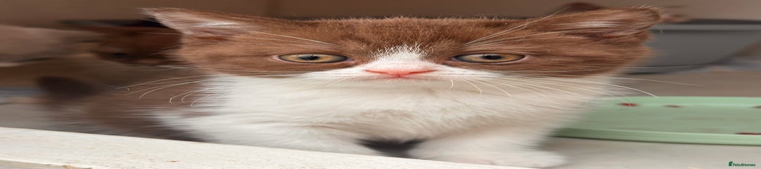 British Shorthair Kitten 3