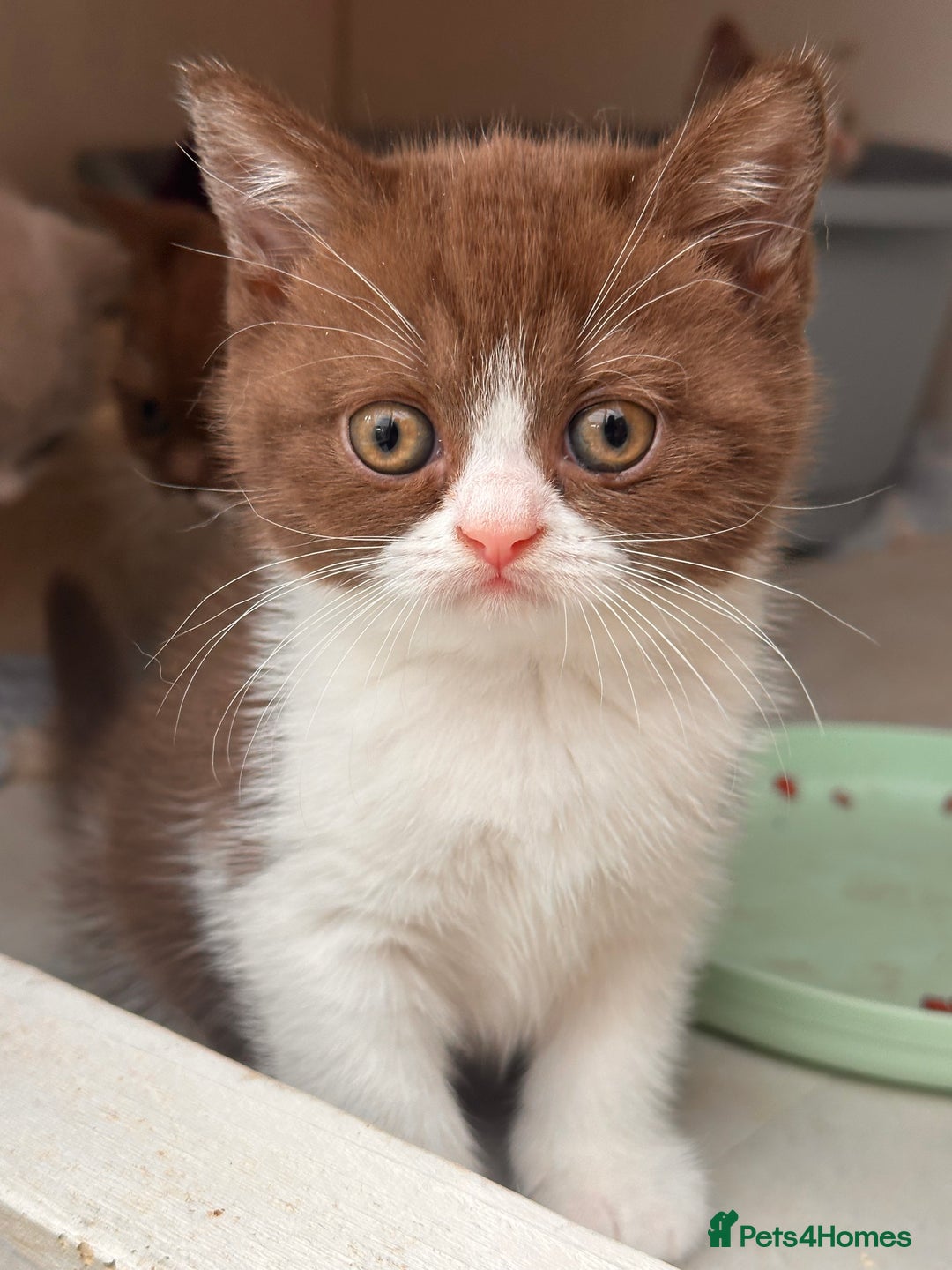 British Shorthair cats for sale: Champion Parents - Bi Colour  British Shorthair  - Image 3