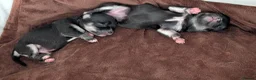 Chihuahua dogs for sale: Outstanding KC reg long haired chihuahuas - Advert 11