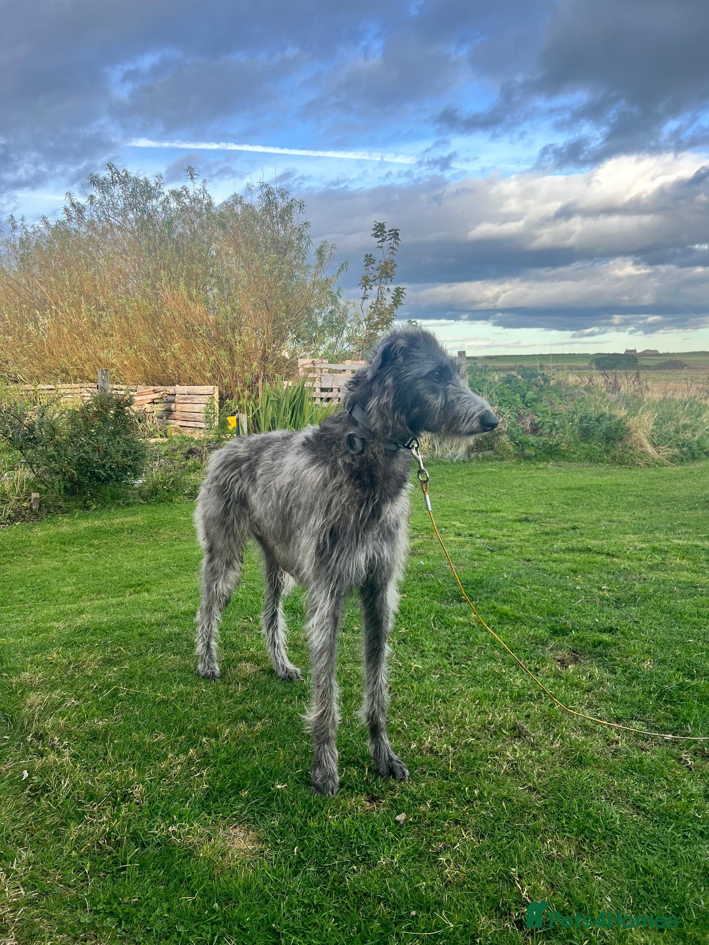 Deerhound dogs Female Deerhound  - Advert 1