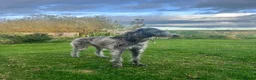 Deerhound dogs for sale: Female Deerhound  in Thurso - Advert 1