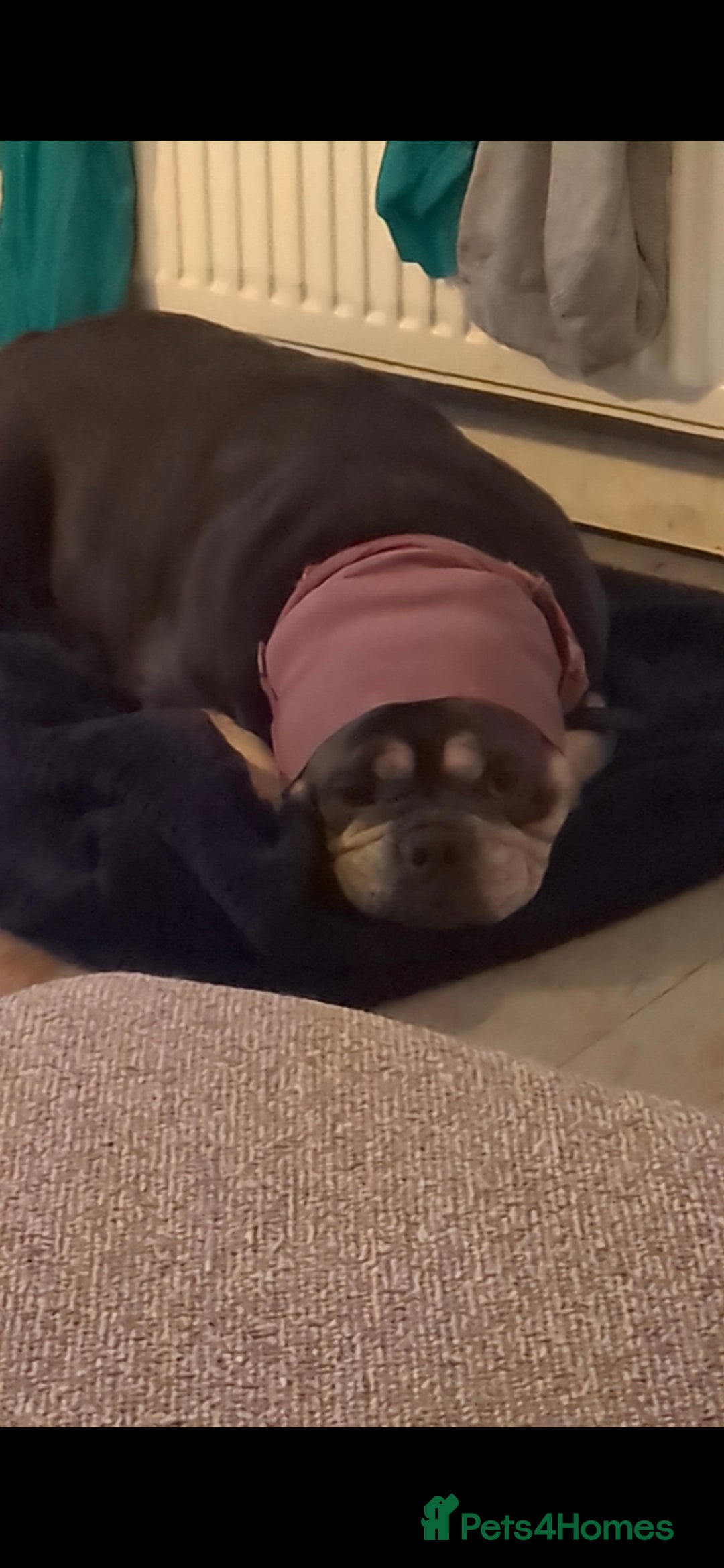 English Bulldog dogs for sale: Olde English Bulldogge - Image 3