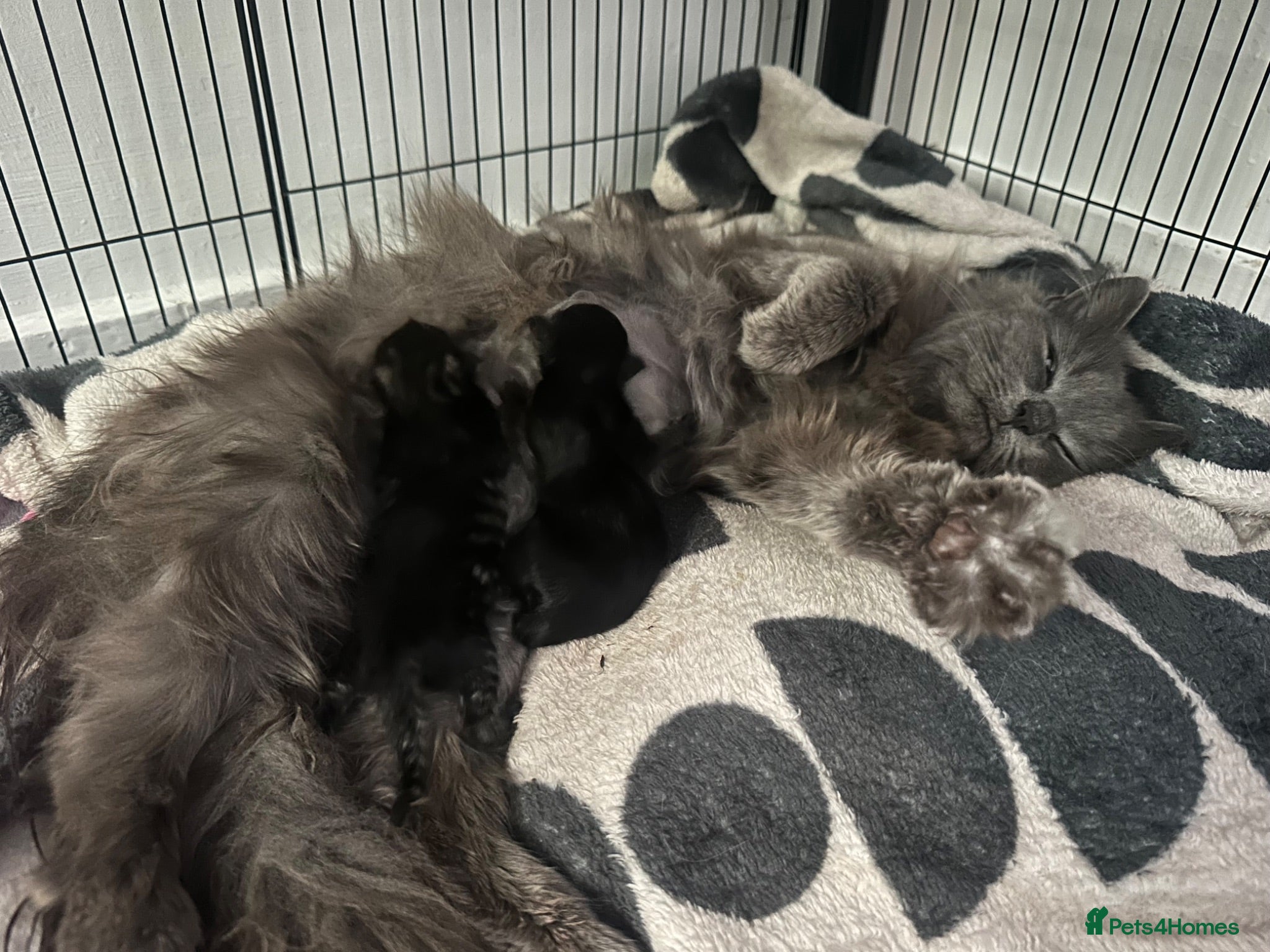 Maine Coon cats Maine coon x kittens  - Advert 1