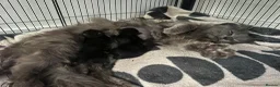 Maine Coon cats for sale: Maine coon x kittens  - Advert 1
