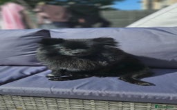 Pomeranian dogs for sale: Pedigree miniature pomeranians - Image 2