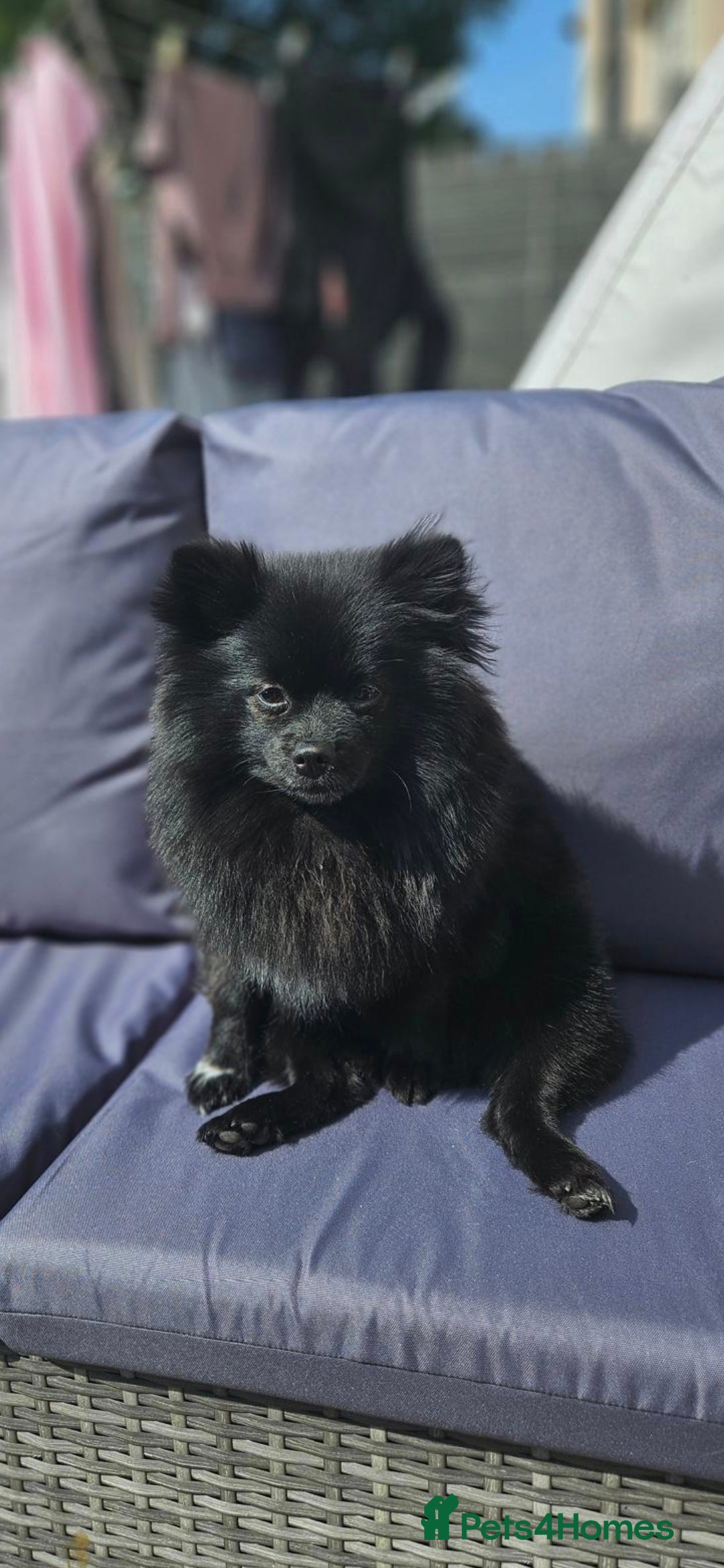 Pomeranian dogs for sale: Pedigree miniature pomeranians - Image 2