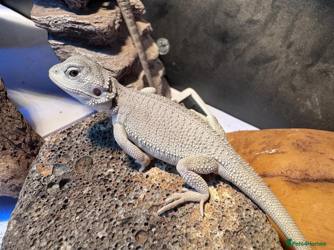 Bearded Dragon reptiles for sale: Hypo zero bearded dragon  - Advert 1