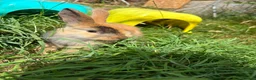 Mixed Breed rabbits for sale: Rabbits in Worcester - Advert 6