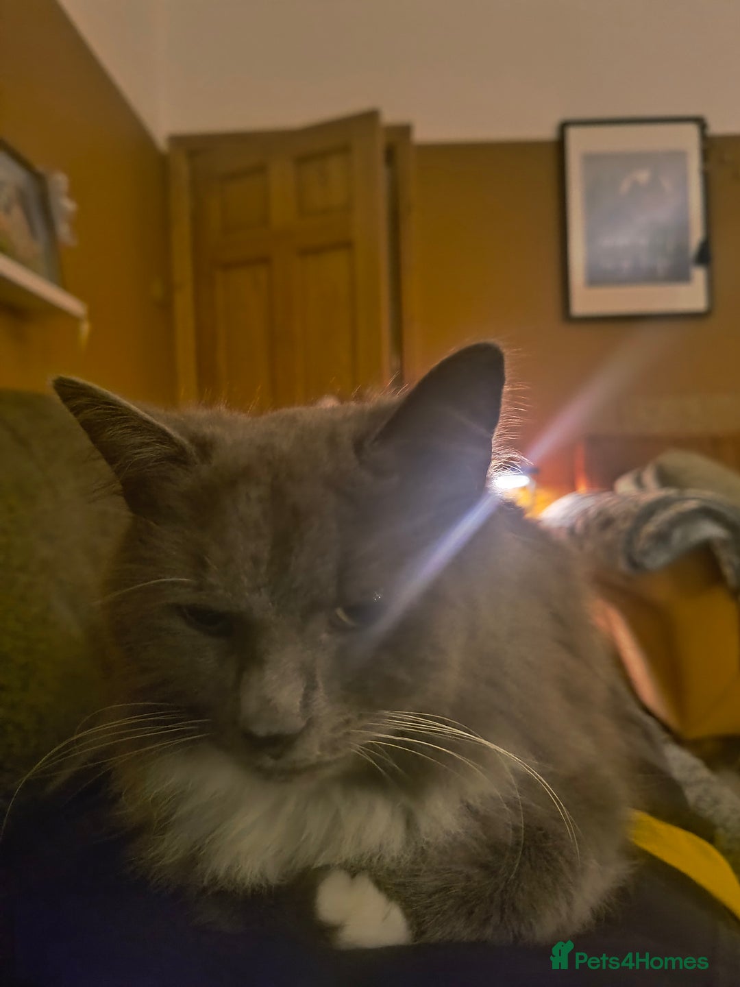 Russian Blue cats for sale: Russian Blue Cross Boy Cat: 9 months old - Advert 6