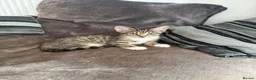 Mixed Breed cats for sale: Two male Kittens  in Derby - Advert 3