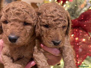 Goldendoodle dogs Golden doodles f1b - Advert 6