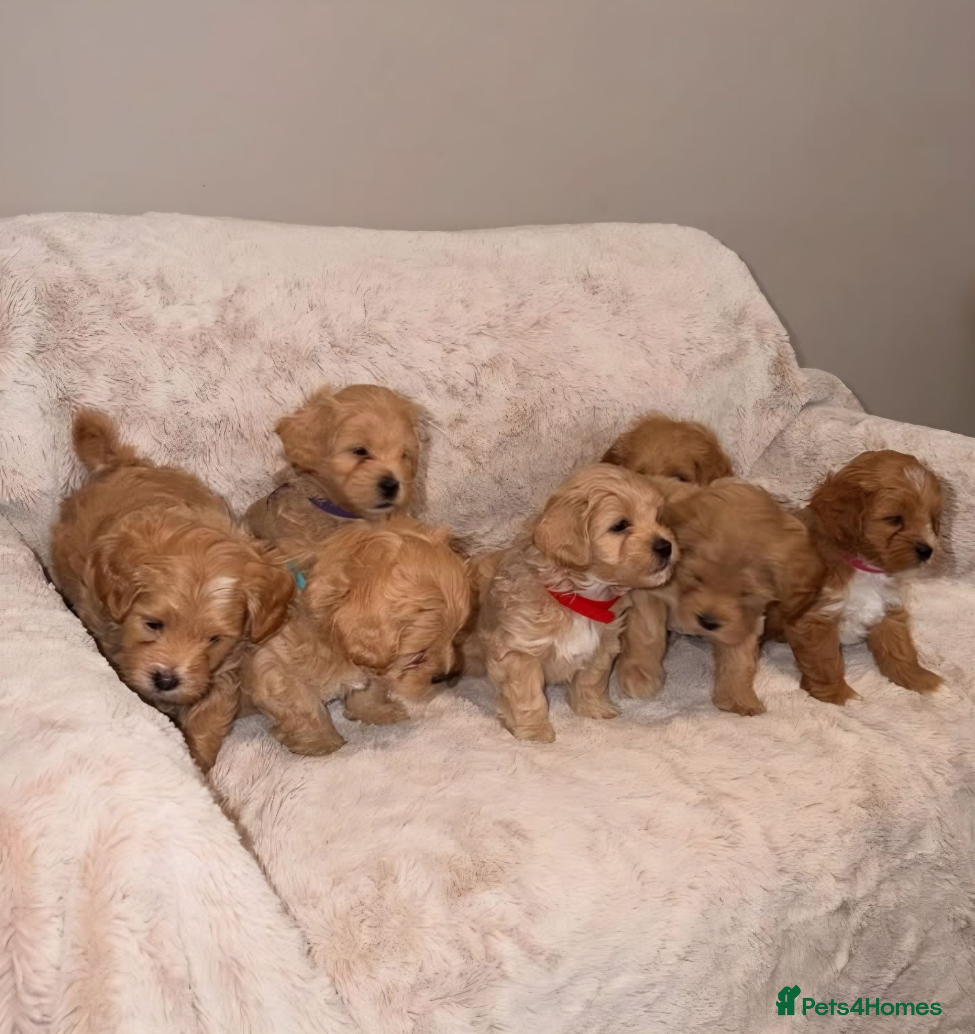 Maltipoo dogs Maltipoo Male Puppies - Advert 1