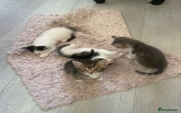 Mixed Breed cats for sale: Kittens for sale  - Image 1
