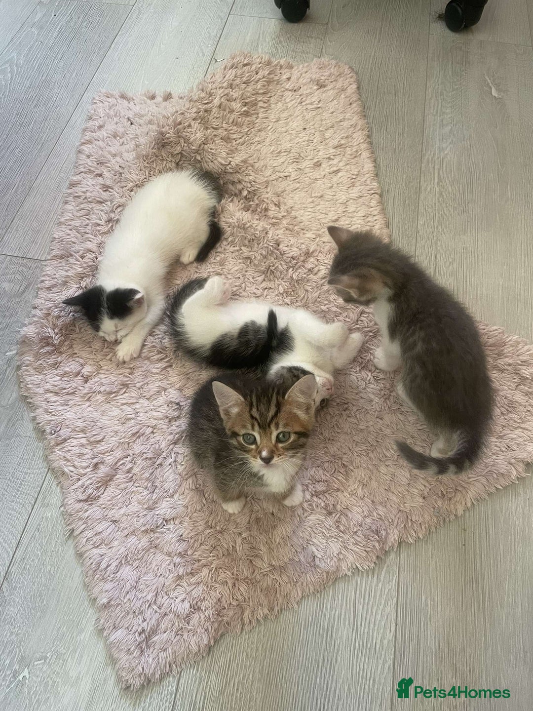 Mixed Breed cats for sale: Kittens for sale  - Image 1